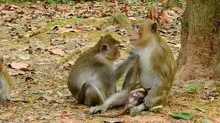 Aron kidnap Ara monkey, Anna attacked baby Ara 2