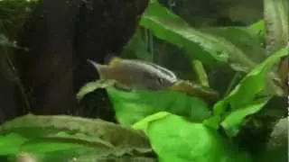 AfricanCichlids.net: Crenichthys baileyi baileyi