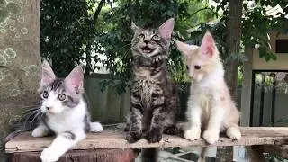 Anak kucing Mainecoon di Chandra cattery Bekasi 1