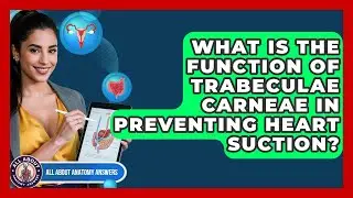 What Is The Function Of Trabeculae Carneae In Preventing Heart Suction? - All About Anatomy Answers