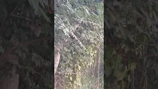 #viral #shorts #love 🦋 #birds #nature #song #travel #16pro #photography #india #ytshorts #trending