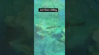 fish just waiting by the edge of the lake #fishing #fishingyoutube