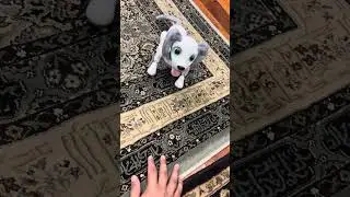 Zoomer playful pup review