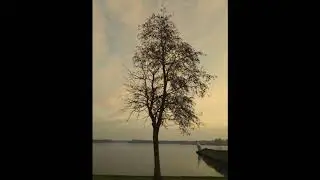 4 seizoenen boom - Mousm&eacute; Brocaar