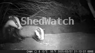 Baby badger learns to walk