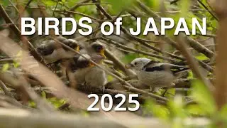 Birds of Japan that I encountered in 2025 | 2025年に出会った日本の野鳥 | Natural sounds 自然音