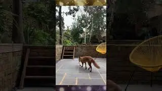 throw the dog fox the old socks #shorts #foxfamily #pets #fox