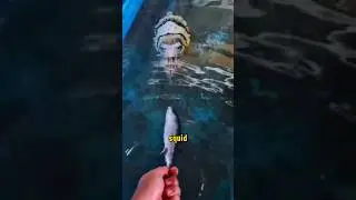 This Squid Looks TOO Human 😳🦑