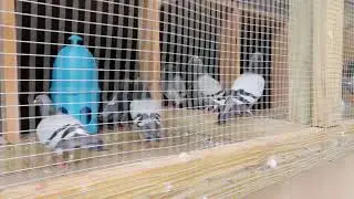 These Thoroughbred  Racing Pigeons Just Love The Skies!!