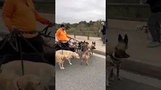DOGEX: если ты спокоен, то и они спокойны #реакциясобаки #дрессировкасобаки #поведениесобаки #соц...