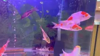 Fish 🐠 market Dubai