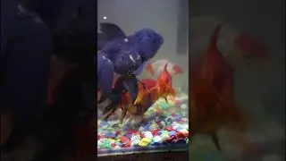 goldfish food quantity koi pond waterfall ideas   koi fish village japan goldfish food quantity