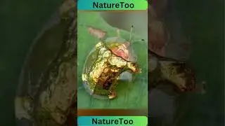 Golden Tortoise Beetle   The Beautiful Gold Bug #bug #animals #naturetoo