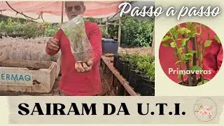 Primaveras na U.T.I.                                        O resultado surpreendeu!!!
