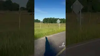 #buffalo #huskies #country #summerroutine #running