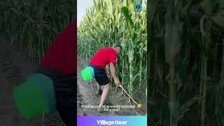 Corn Chop ASMR! 🌽 That Sickle SWISH is Satisfying AF! #asmr #satisfying #farming #sickle