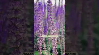 Научи меня, Боже  | Песня-молитва
