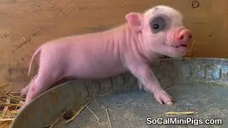 Micro Pig | For kids | children videos | baby animals | cute animals | Teacup Pig