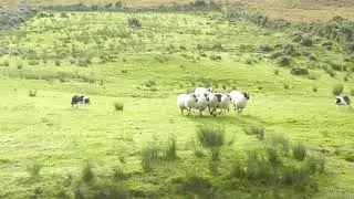 Ireland Ring of Kerry Tour Sheep Herding Dogs