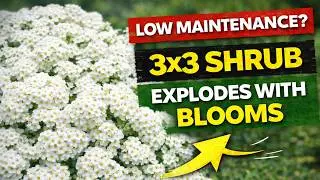 SNOWMOUND SPIREA | Spiraea nipponica &ldquo;Snowbound&rdquo;