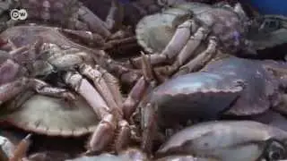 Recycling Seafood - oil from fish waste | Tomorrow Today