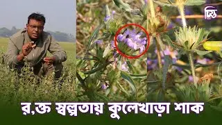র/ক্ত/স্ব/ল্প/তা পূরণ করতে কুলেখাড়া শাক খেতে হবে | চিত্ত মিডিয়া