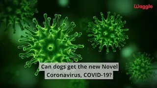 Can dogs get Coronavirus?