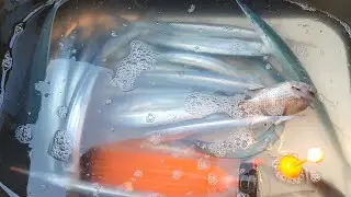 울산권갯바위 👉학꽁치낚시(탐사)👈이곳도 학꽁치가 붙었습니다 #학꽁치
