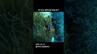 2023.05.10 발리카삭 마린생츄어리 / 스쿠버 다이빙 / 니모 : 외출준비 완 /