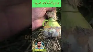 G1 garlic harvesting process #agriculture #crops #narcg1 #garlic #shortsyoutube
