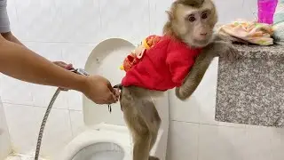 Monkeys DouDou Cleaning & Change Cloth After Playing Monkey Bono
