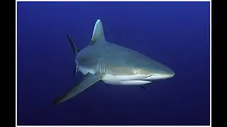 Scuba Diving Seychelles : Best of Atoll Divers with Dive explorer Cruise Boat