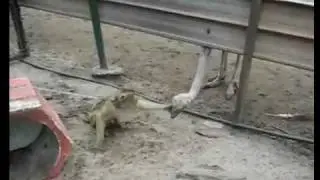 Monkey vs Ostrich