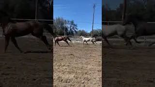 AHAHAHA #horses #ranchlife #galloping cowboy (palamino) rlly said BYE PEEPS