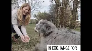 This site helps people travel the world, Pet Sitting, House Sitting - TrekWithCraig.com