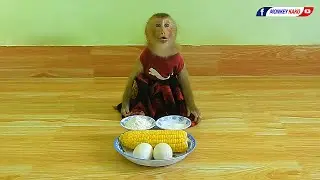 Master Chef Baby Monkey Luna Stir Fried Corn With Egg Cake