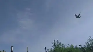 2 lot konkursowy gołębi pocztowych Nowogard 240 km 05.05.2024