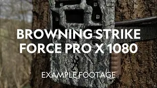 Example Footage | Browning Strike Force Pro X 1080 Trail Camera
