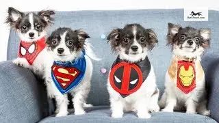 Cloning puppies are no longer a dream