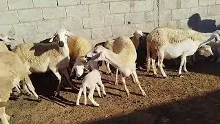 تم بيع متتبع من دكالة 16 نعجة بتاريخ 9/1/2026//0643853375