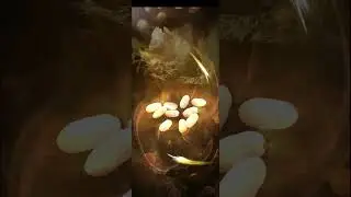 Hatching 60+ Eggs in Bonus Hatching Event ✌️✌️ | the Ants Underground Kingdom