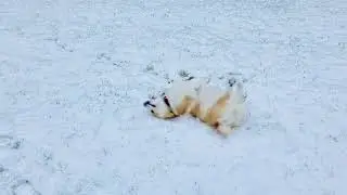 Corgi making snow angels
