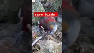 #save birds #comedy and #motivational video