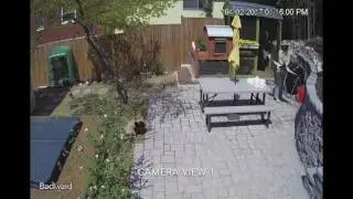 Hawk Attack Thwarted - Fluffy Chicken Saved!