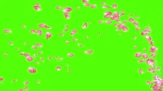Rose Effect Chroma Key | Green Screen | All in One