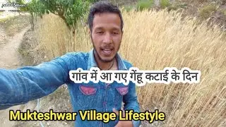 आ चुका है गेहूं की फसल का समय ! Pahadi Jeevan ! Mukteshwar Village Life