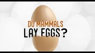 Wild Wonders, Episode 3: Egg-laying mammals?