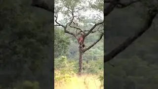 Leopard nearly falls out of a tree moving a zebra kills #shorts #wildlifenatureadventures