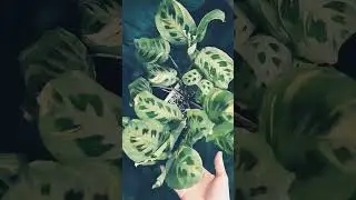 Musze z nią w końcu zrobić porządek!#beautiful #mypassions #maranta