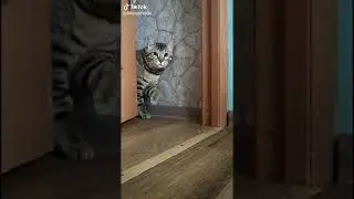 Здравствуйте, это не ваше говно возле лотка